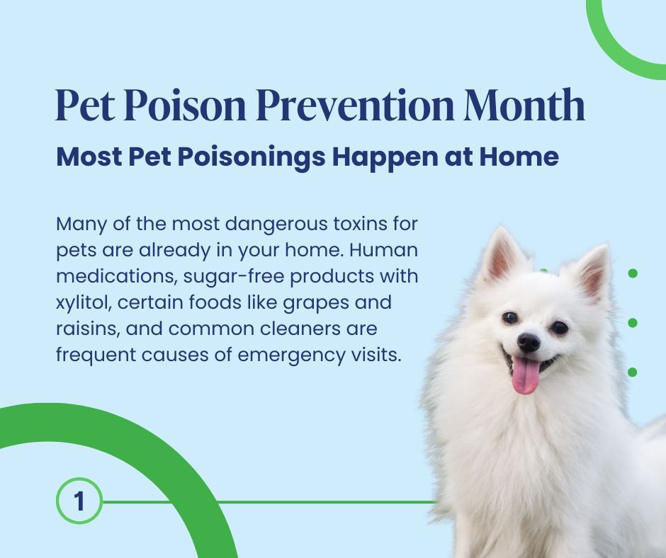 March is Pet Poison Prevention Month.